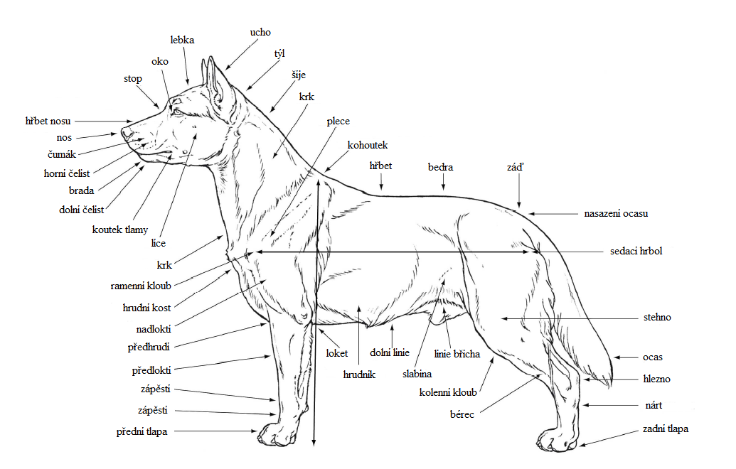 anatomické rysy